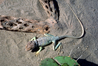 Картинка животные ящерицы +игуаны +вараны коряги кактус песок ящерица