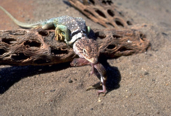 Картинка животные ящерицы +игуаны +вараны коряги песок ящерица