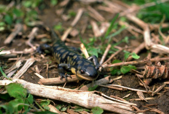 Картинка животные ящерицы +игуаны +вараны палки саламандра