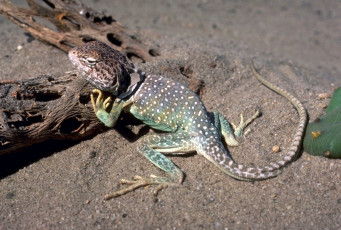 Картинка животные ящерицы +игуаны +вараны коряги кактус песок ящерица