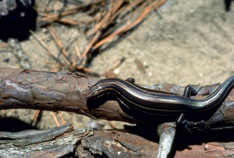 Картинка животные ящерицы +игуаны +вараны песок хвоя бревна ящерица