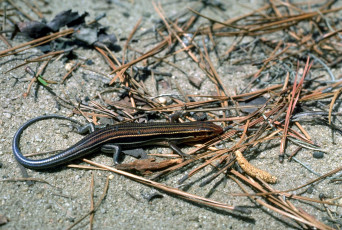 Картинка животные ящерицы +игуаны +вараны хвоя песок ящерица