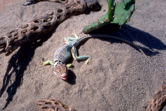 Картинка животные ящерицы +игуаны +вараны коряги кактус песок ящерица