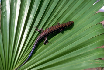 Картинка животные ящерицы +игуаны +вараны пальма лист ящерица