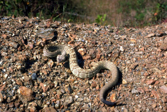 Картинка животные змеи +питоны +кобры камни гремучая змея