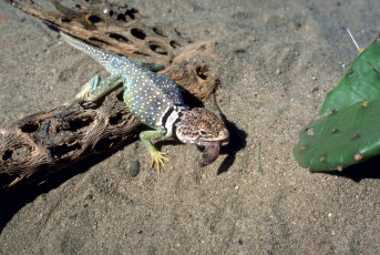 Картинка животные ящерицы +игуаны +вараны коряги кактус песок ящерица