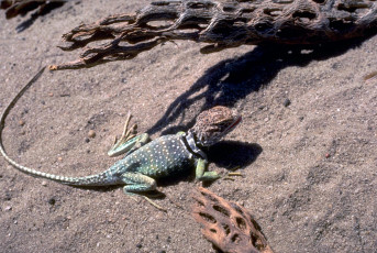 Картинка животные ящерицы +игуаны +вараны песок ящерица коряги