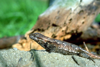 Картинка животные ящерицы +игуаны +вараны песок бревно ящерица