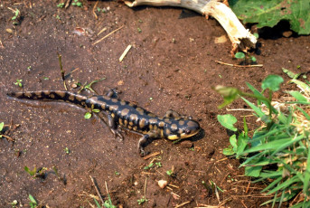 Картинка животные ящерицы +игуаны +вараны трава саламандра