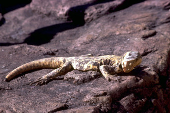 Картинка животные ящерицы +игуаны +вараны камни ядозуб ящерица