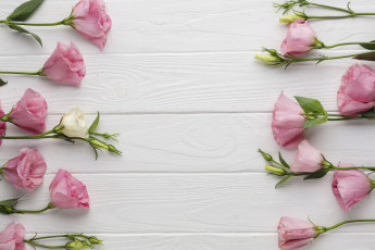 Картинка цветы эустома бутоны