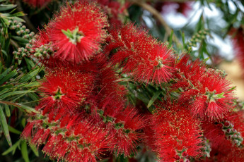 обоя цветы, каллистемон, экзотика