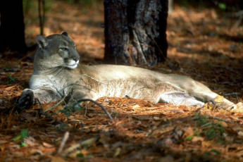 обоя животные, пумы, лес, пума