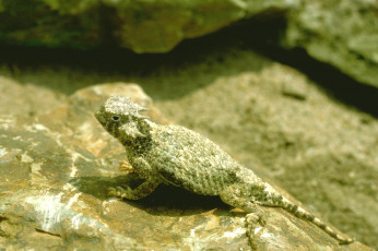 Картинка животные ящерицы +игуаны +вараны ящерица молох камень