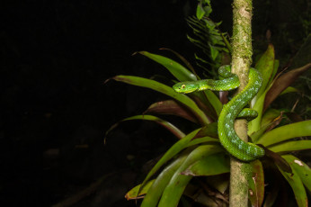 Картинка животные змеи +питоны +кобры змейка