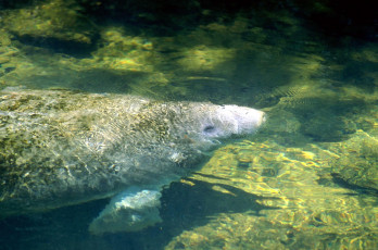 Картинка животные морские+коровы +морские+слоны вода ламантин