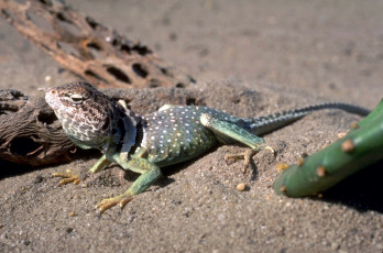 Картинка животные ящерицы +игуаны +вараны кактус ящерица песок коряги