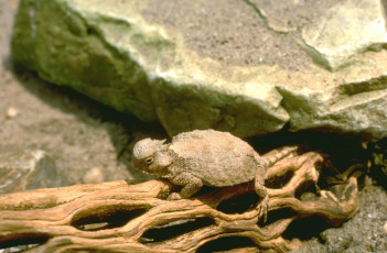 Картинка животные ящерицы +игуаны +вараны бревно камень молох ящерица