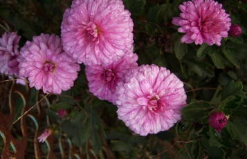 Картинка цветы хризантемы