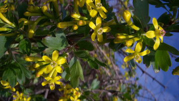 Картинка цветы цветущие+деревья+ +кустарники весна 2010 чёрная смородина