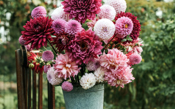 Картинка цветы георгины букет