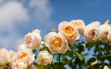 Картинка цветы розы