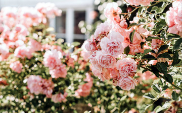 Картинка цветы розы куст розовый