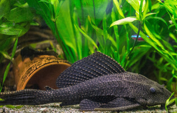 Картинка птеригоплихт животные рыбы дно чёрный сом вода аквариум птеригоплихтю рыба мир водный