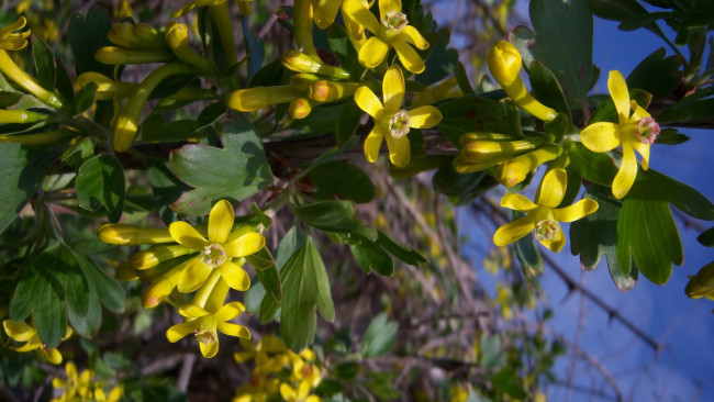 Обои картинки фото цветы, цветущие деревья ,  кустарники, весна, 2010, чёрная, смородина