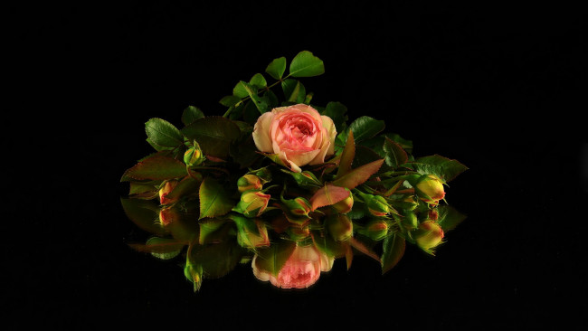 Обои картинки фото цветы, розы, бутоны