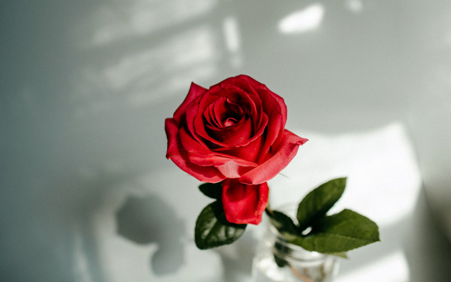 Обои картинки фото цветы, розы, красный, бутон