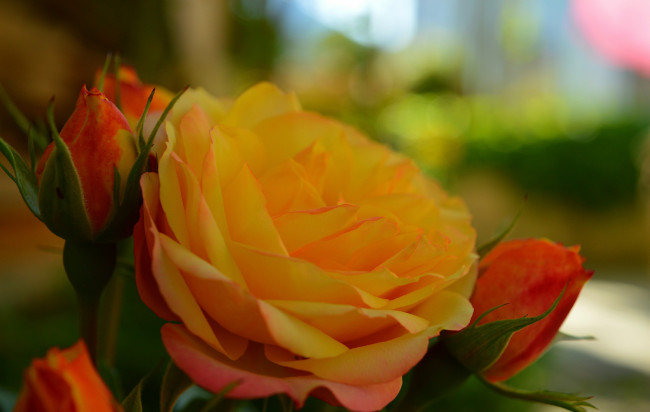 Обои картинки фото цветы, розы, роза