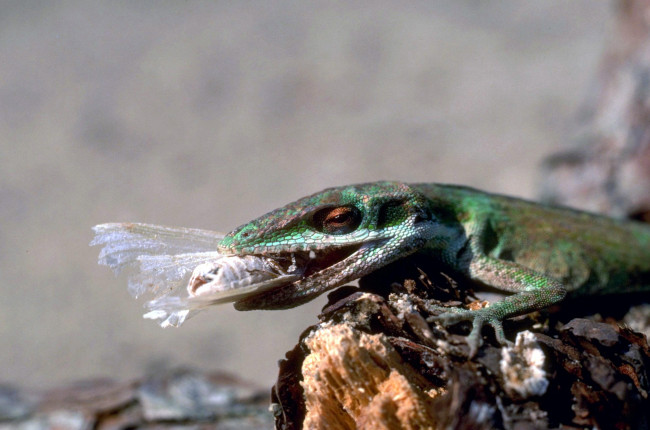 Обои картинки фото животные, ящерицы,  игуаны,  вараны, коряга, добыча, ящерица