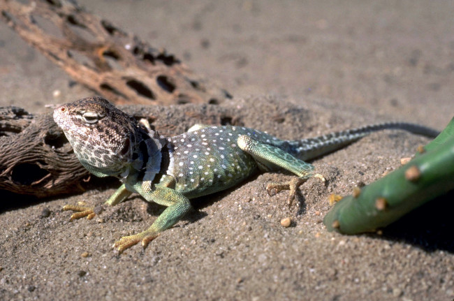 Обои картинки фото животные, ящерицы,  игуаны,  вараны, кактус, ящерица, песок, коряги