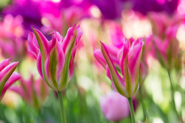 Обои картинки фото цветы, тюльпаны, розовые