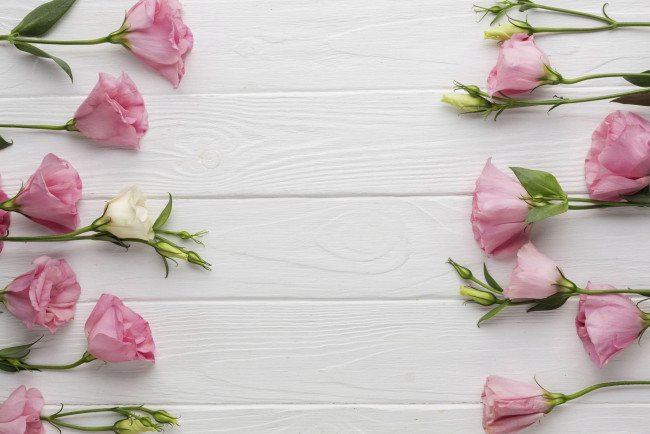 Обои картинки фото цветы, эустома, бутоны