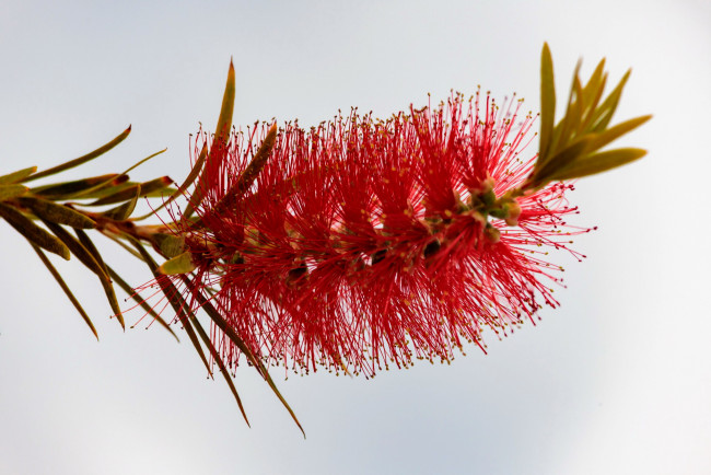 Обои картинки фото цветы, каллистемон, экзотика