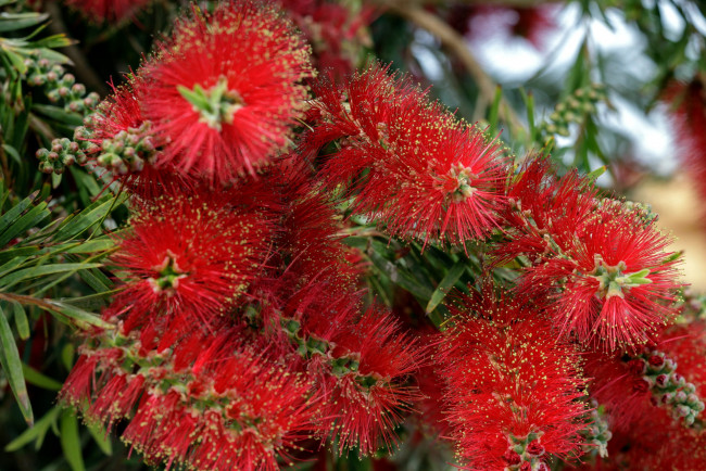 Обои картинки фото цветы, каллистемон, экзотика
