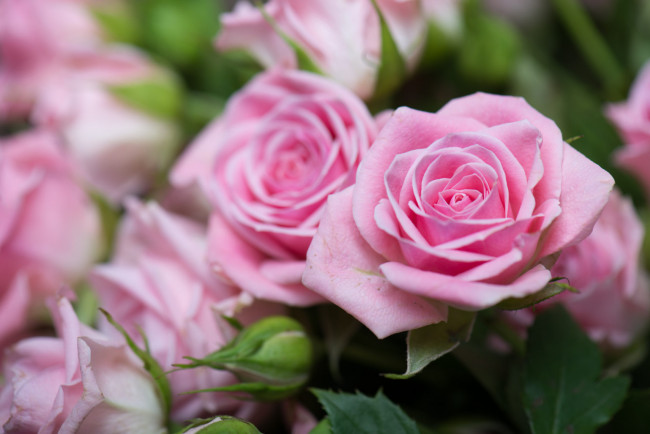 Обои картинки фото цветы, розы, розовый