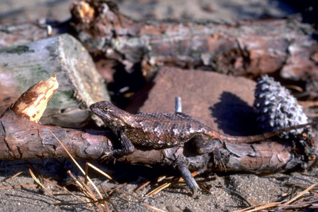 Обои картинки фото животные, ящерицы,  игуаны,  вараны, шишка, хвоя, бревна, ящерица