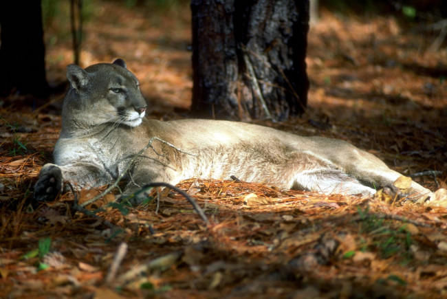 Обои картинки фото животные, пумы, лес, пума