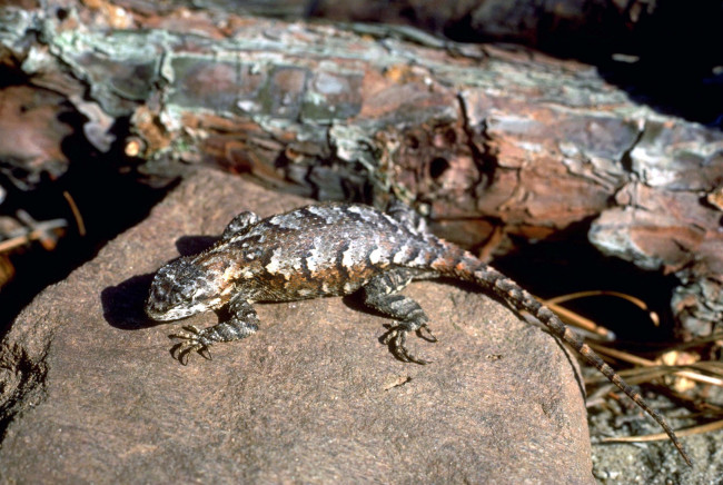 Обои картинки фото животные, ящерицы,  игуаны,  вараны, бревно, камень, ящерица