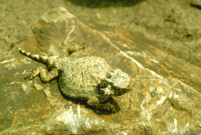 Обои картинки фото животные, ящерицы,  игуаны,  вараны, ящерица, камень, молох