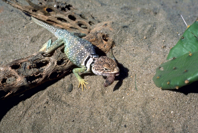 Обои картинки фото животные, ящерицы,  игуаны,  вараны, коряги, кактус, песок, ящерица