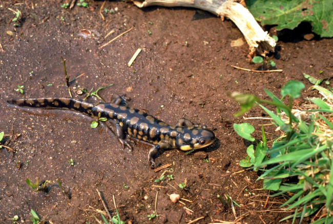 Обои картинки фото животные, ящерицы,  игуаны,  вараны, трава, саламандра