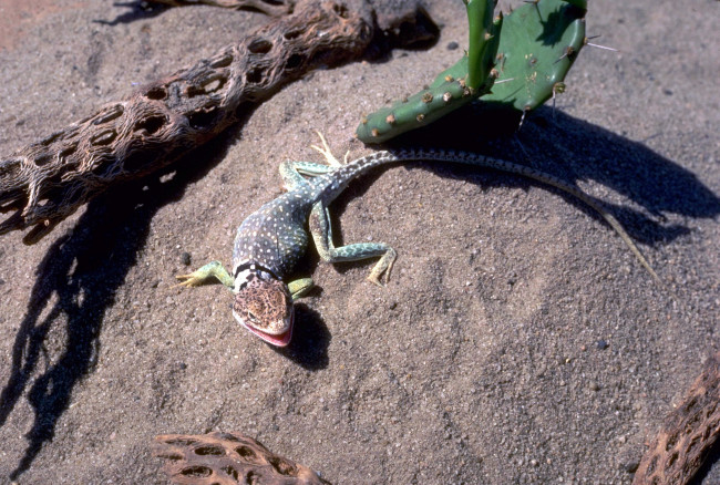 Обои картинки фото животные, ящерицы,  игуаны,  вараны, коряги, кактус, песок, ящерица