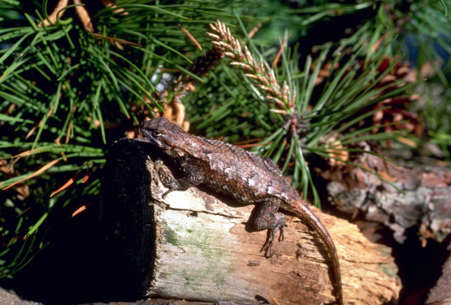 Обои картинки фото животные, ящерицы,  игуаны,  вараны, хвоя, бревно, ящерица