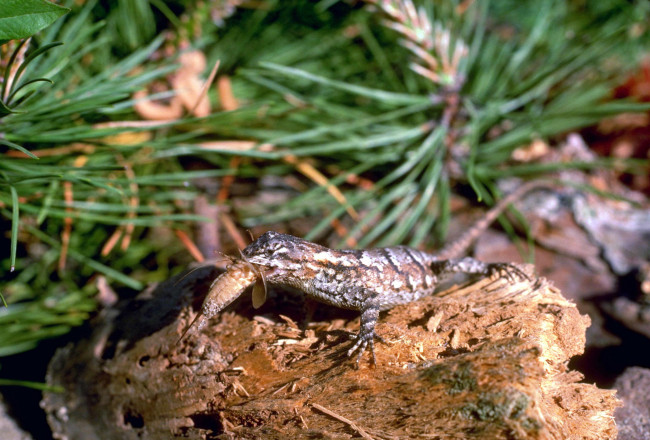 Обои картинки фото животные, ящерицы,  игуаны,  вараны, ящерица, бревно, хвоя, добыча