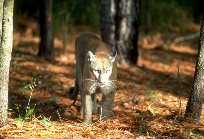 Обои картинки фото животные, пумы, лес, пума