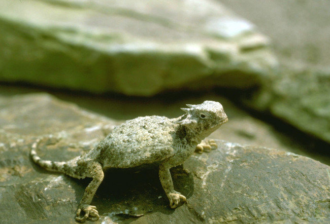 Обои картинки фото животные, ящерицы,  игуаны,  вараны, камень, ящерица, молох